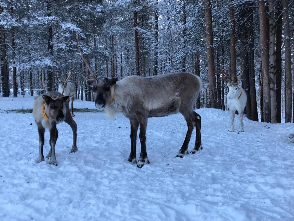 케미야르비 Soppela Retreat At The Arctic Circle 아파트 외부 사진